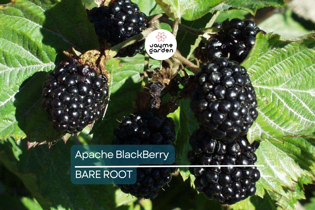 3 Apache Thornless Blackberry Plants - Bare Root, Rubus Fruit Bush, Easy to Grow, High-Yield, Sweet Berries