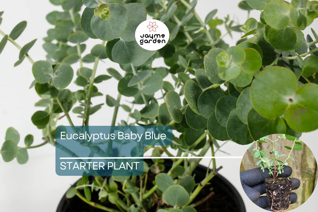 Eucalyptus Baby Blue Starter Plant | Live Rooted Plug | Compact Silver Dollar Variety | Aromatic Foliage & Creamy Blooms