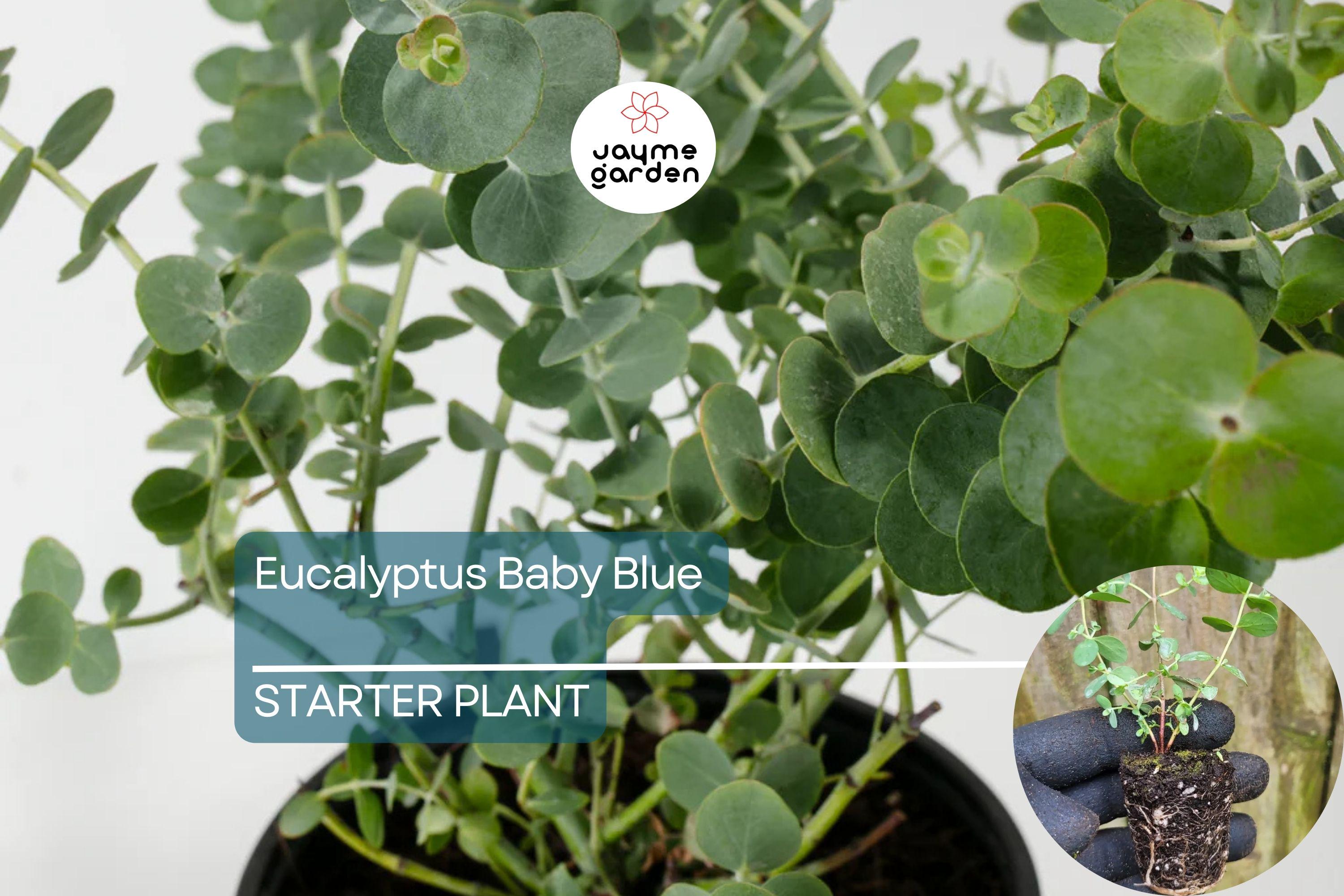 Eucalyptus Baby Blue Starter Plant | Live Rooted Plug | Compact Silver Dollar Variety | Aromatic Foliage & Creamy Blooms