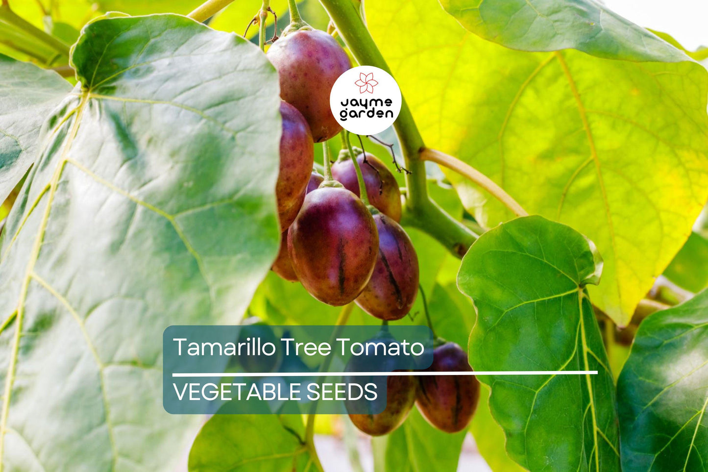 10 Tamarillo Tree Tomato Seeds (Cyphomandra betacea) – Fast-Growing Fruit Tree, 60+ lbs Yield