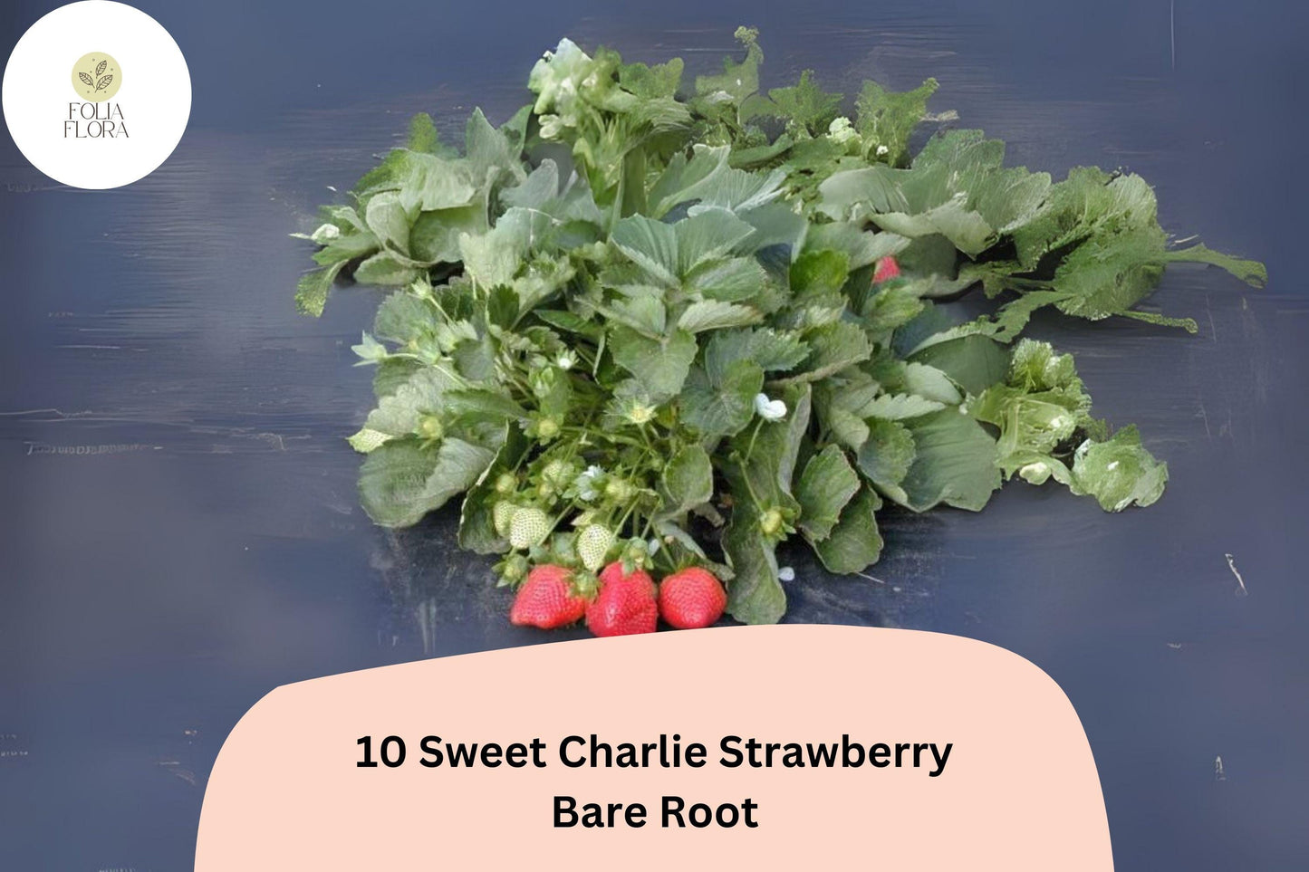 10 Sweet Charlie Strawberry Plants | Live Bare Root June-Bearing | Fragaria × ananassa Garden Fruit