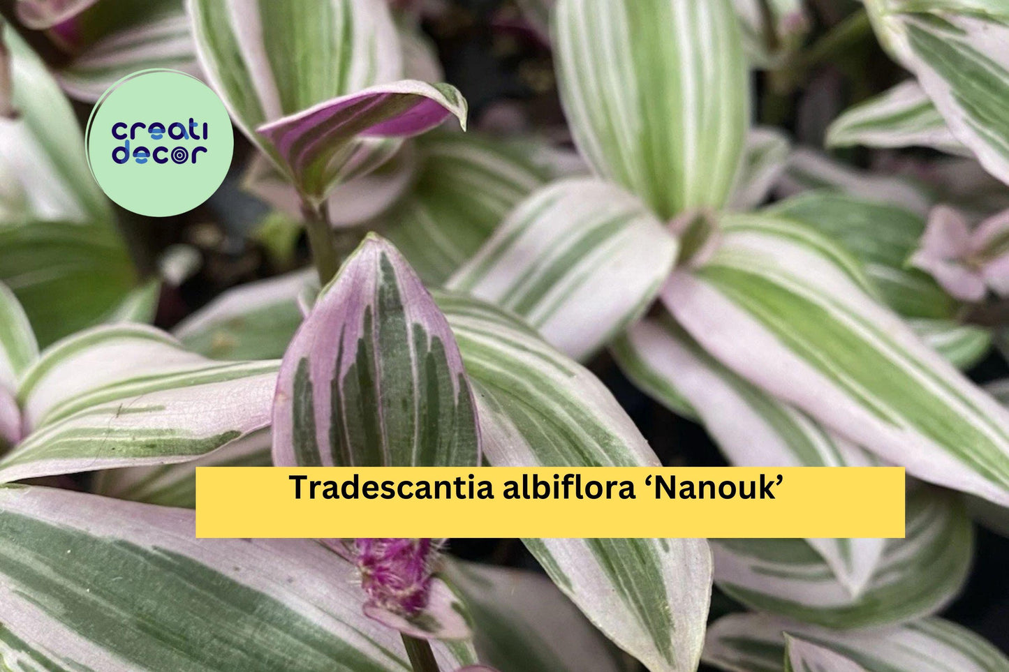 Tradescantia Nanouk Live Houseplant | 2 Rooted Cuttings with Pink Green Foliage | Easy Indoor Plant for Pots, Hanging Baskets