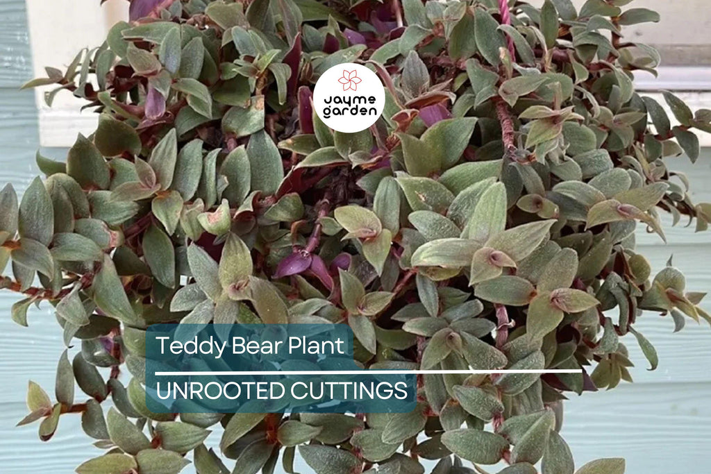Teddy Bear Plant Cuttings - 4+ Healthy Cuttings for Propagation, Easy to Grow