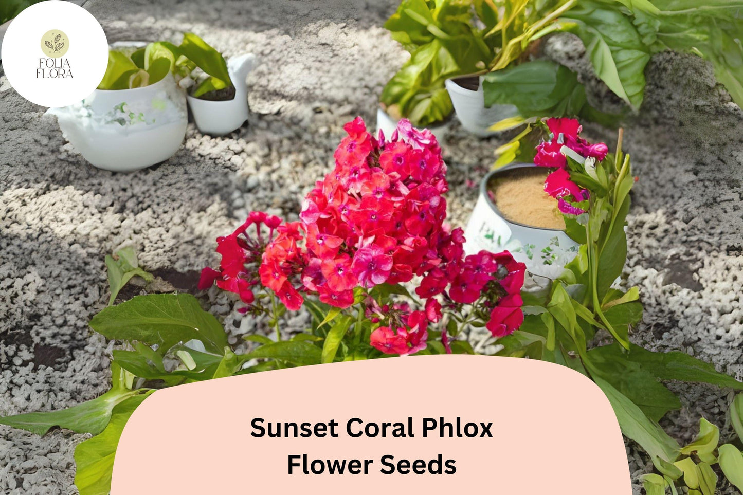 100+ Sunset Coral Phlox Seeds – Vibrant Coral Garden Flowers, Phlox paniculata