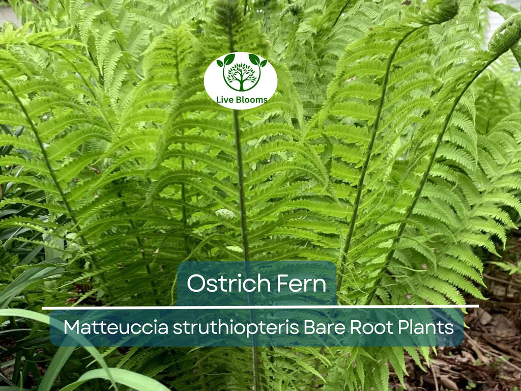 10 Ostrich Fern Bare Root Plants - Matteuccia struthiopteris, Native Perennial, Glade Fern, Shade Garden, Woodland Groundcover