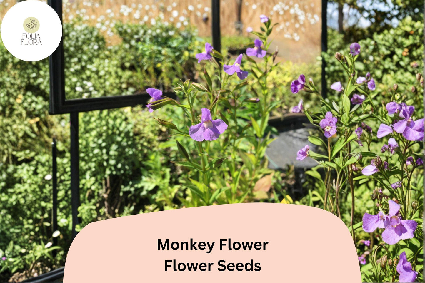 5000 Mimulus ringens Seeds | Allegheny Monkey Flower | Purple Native Perennial for Wetland & Pollinator Garden