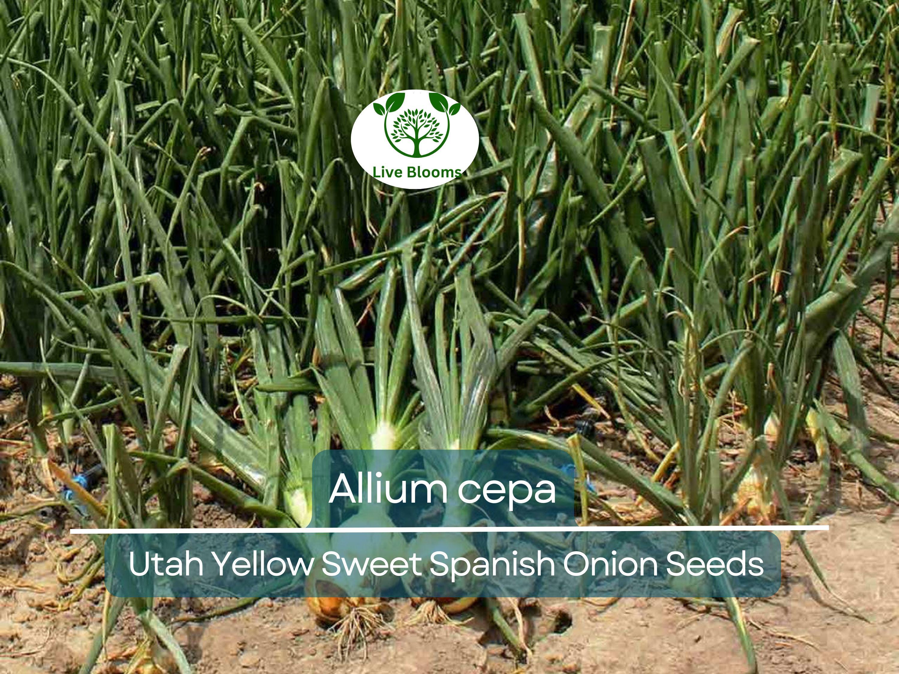 250 mg Seeds Onion Utah Yellow Sweet Spanish – Allium cepa | Heirloom Sweet Onion Seeds for Planting, Gardening & Cooking