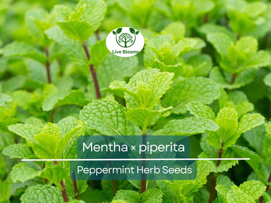 30 mg Seeds Peppermint Herb – Mentha × piperita | Fresh Mint for Planting, Culinary, Tea Uses