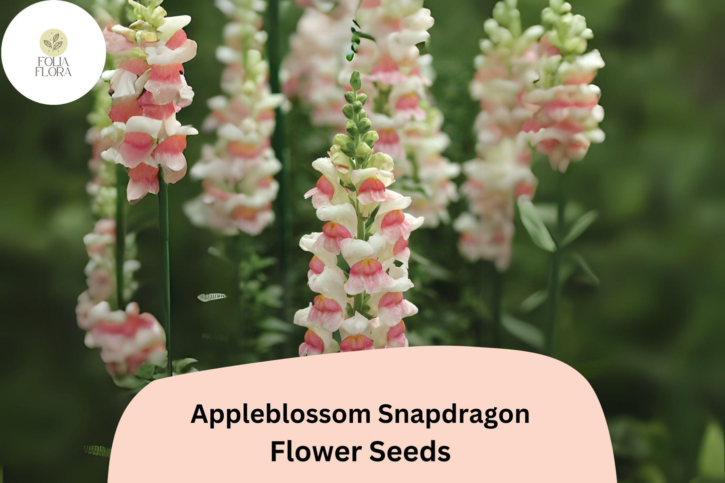 Appleblossom Snapdragon Seeds (Antirrhinum majus) | 1000+ Seeds | Soft Pastel Blooms for Garden & Borders