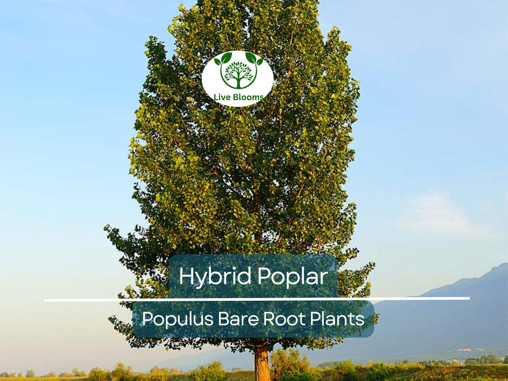 1 Hybrid Poplar Tree – Cottonless Fast-Growing Shade Tree – Live Bare Root Plant – Tall Privacy & Windbreak Tree (Populus spp.)