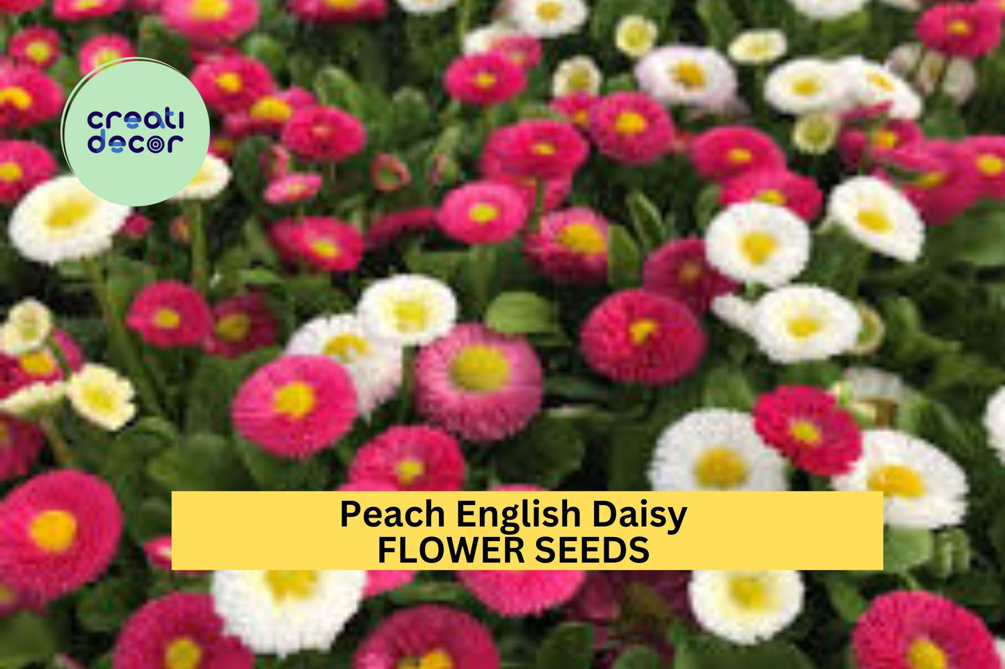 200+ Peach English Daisy Seeds – Soft Peach Blooms for Garden Planting, Compact Perennials for Borders, Pots & Pollinator Beds – USA