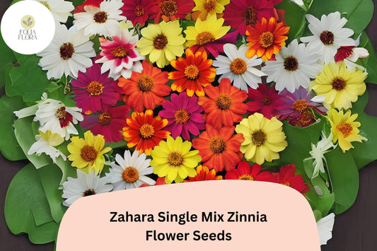 100+ Zahara Single Mix Zinnia Seeds – Vibrant Low-Growing Blooms for Garden Beds & Containers