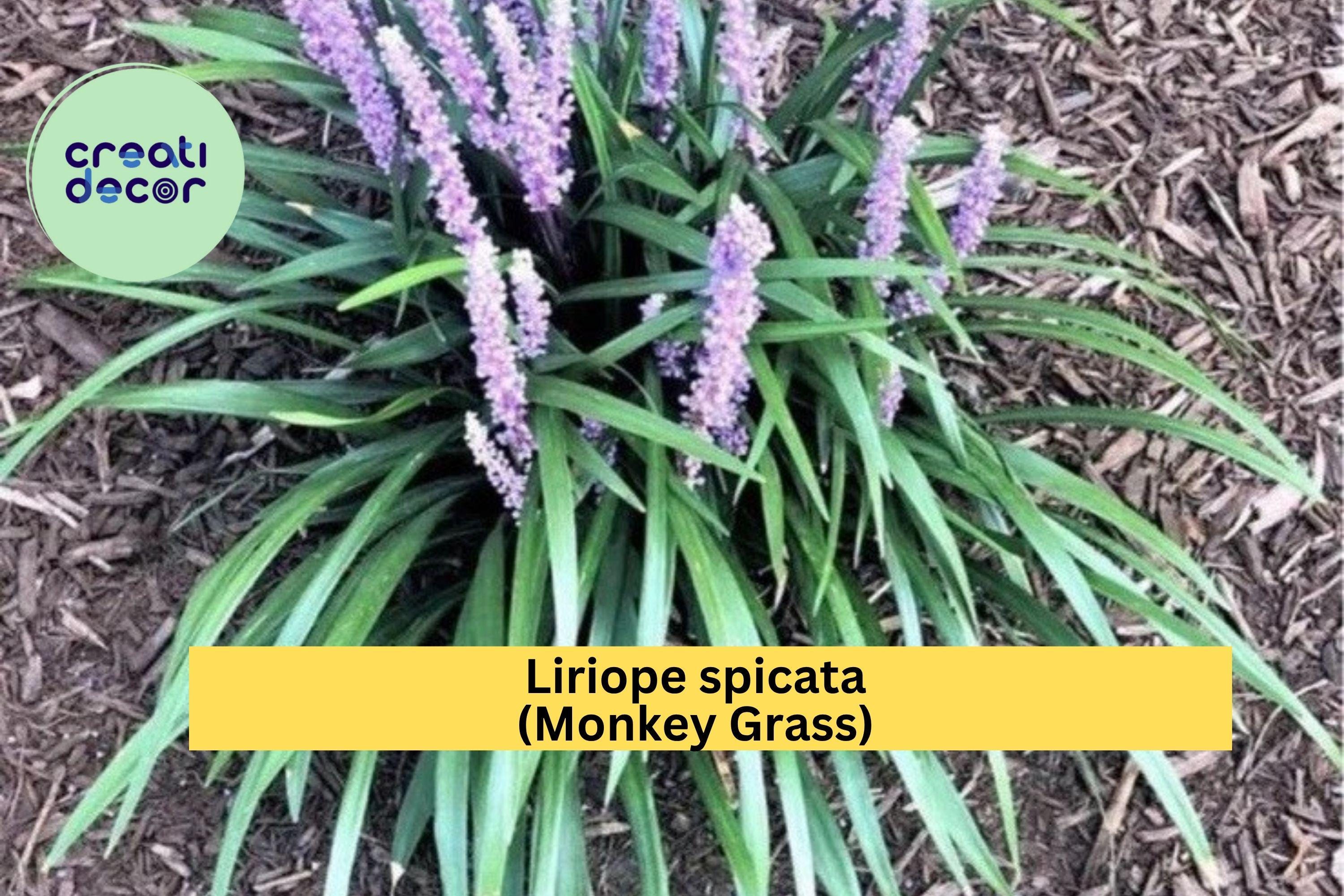 Liriope spicata Monkey Grass – 100 Bare Root Plants, Big Blue Clumping Ground Cover, Hardy Evergreen Border Grass for Landscaping Zones 5–10
