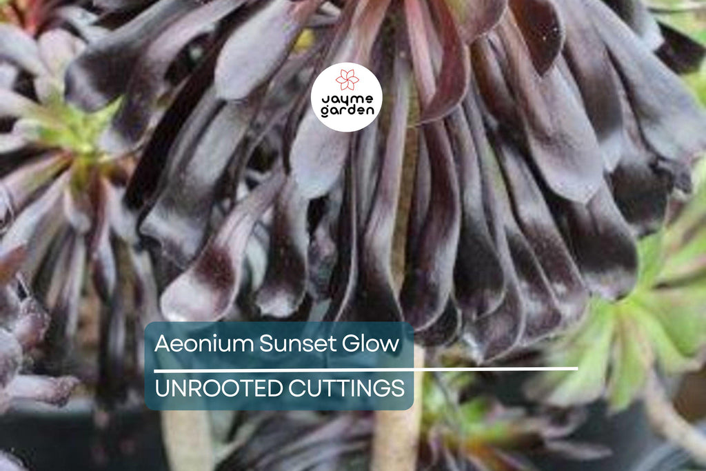 Aeonium Sunset Glow Cutting | Fresh 2.5" Head | Unique Succulent | Easy to Grow |