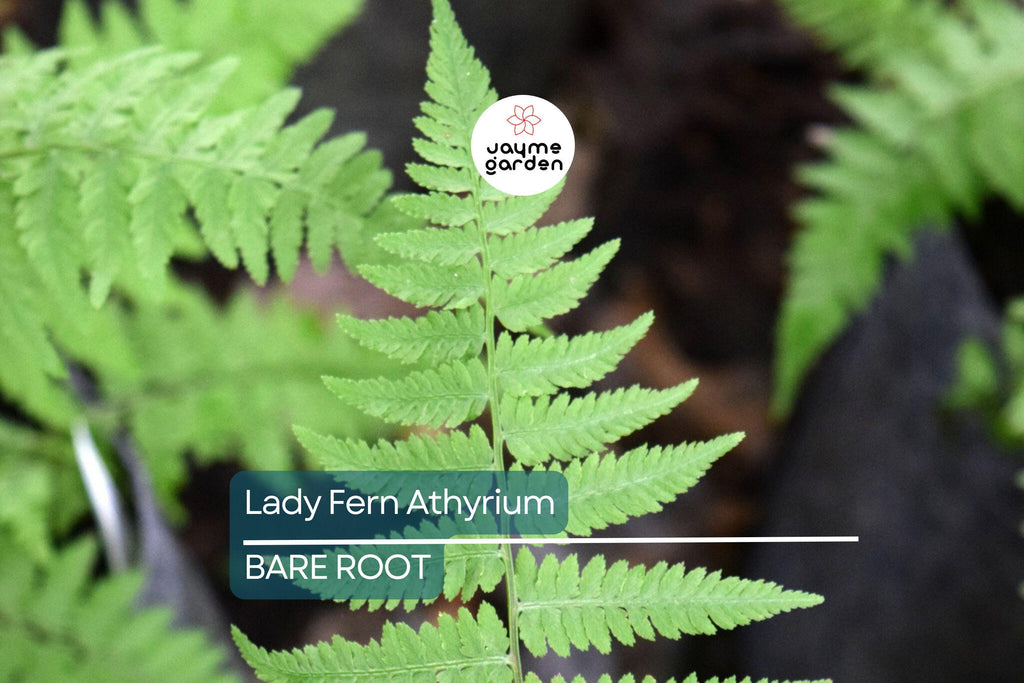 10 Lady Fern (Athyrium filix-femina) Bare Root Plants – Native Woodland Perennial, Shade-Loving, Cold-Hardy, Deer-Resistant Fern