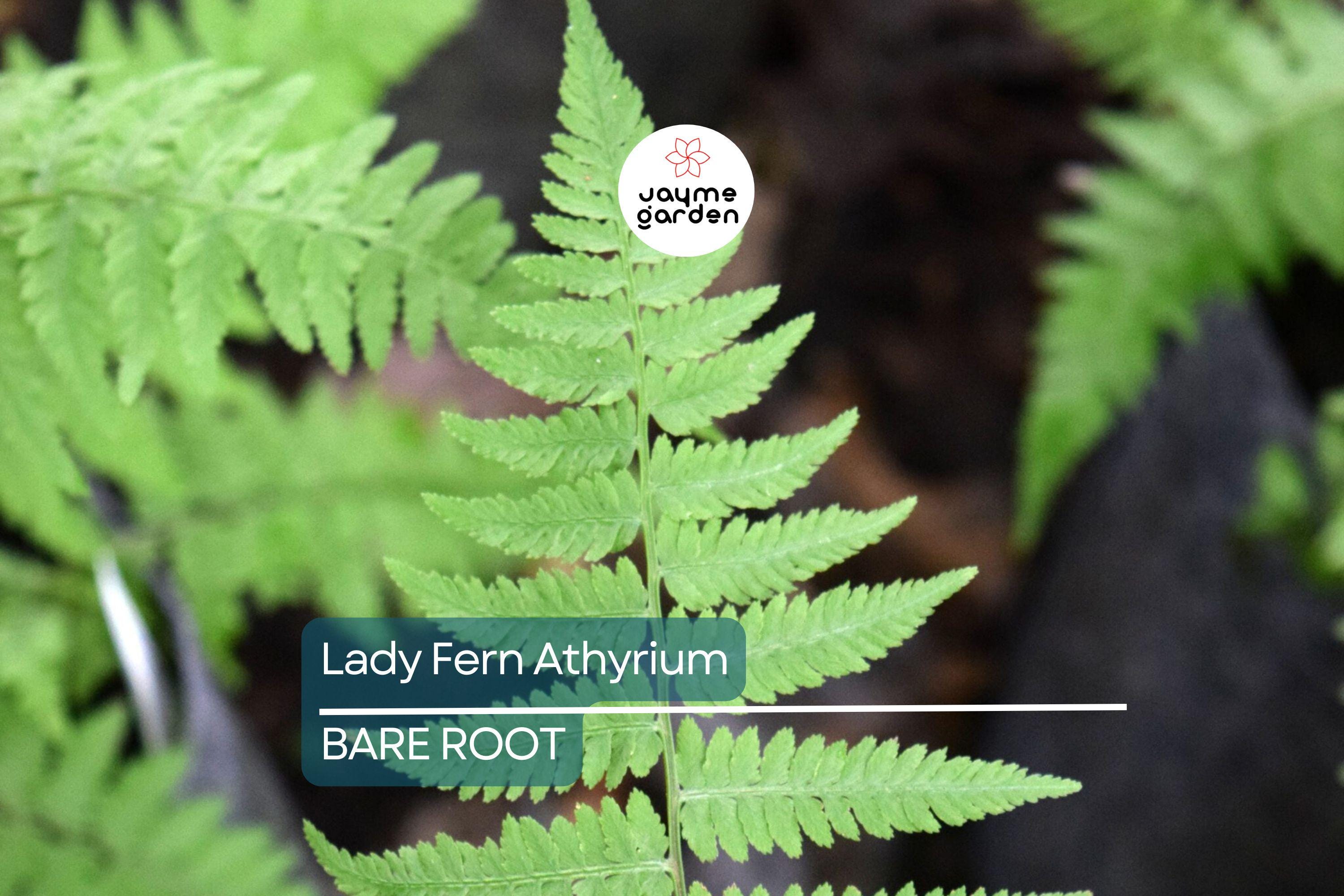 10 Lady Fern (Athyrium filix-femina) Bare Root Plants – Native Woodland Perennial, Shade-Loving, Cold-Hardy, Deer-Resistant Fern