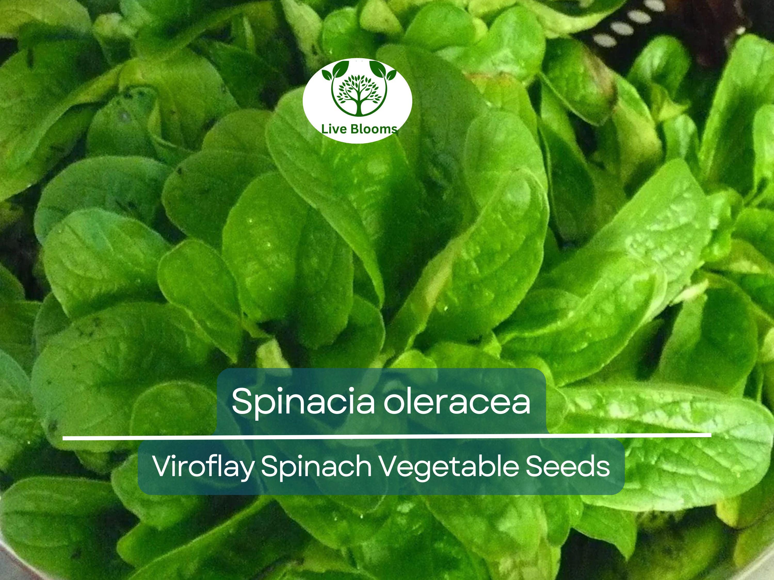 1 Gram Seeds Spinach Viroflay – Spinacia oleracea | Heirloom Vegetable Seeds for Planting, Gardening & Fresh Harvests