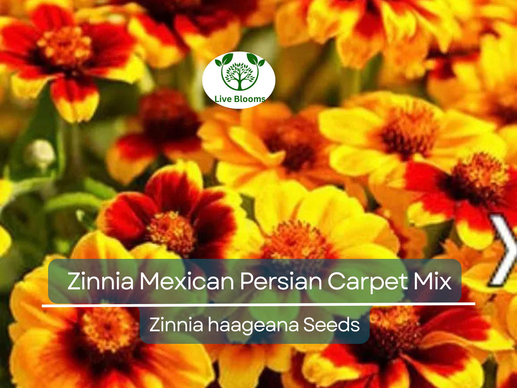 500 Seeds Zinnia Mexican Persian Carpet Mix, Dwarf Flower, Non-GMO, Vibrant Colors, Pollinator-Friendly, Easy to Grow, Perfect for Gardens