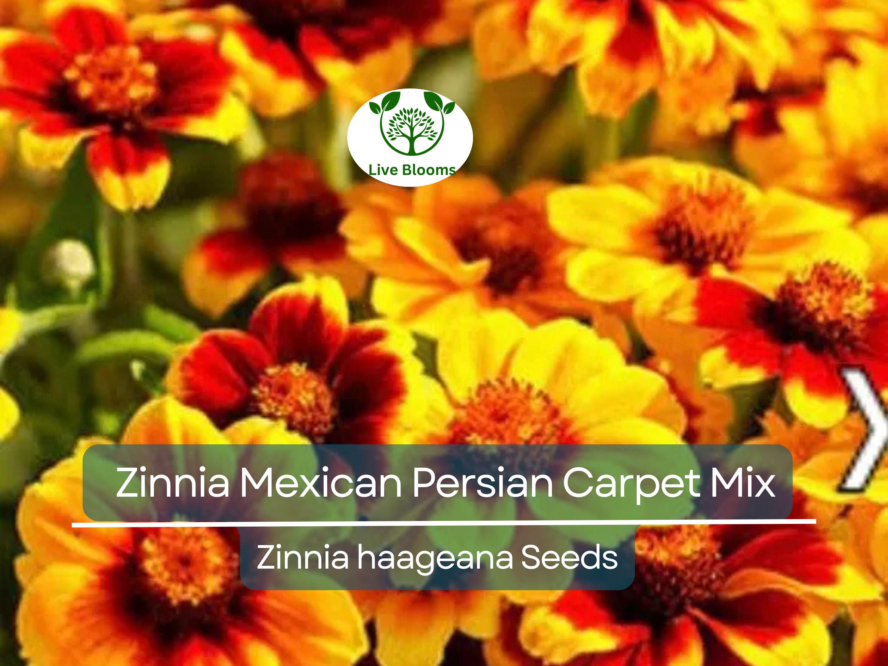 500 Seeds Zinnia Mexican Persian Carpet Mix, Dwarf Flower, Non-GMO, Vibrant Colors, Pollinator-Friendly, Easy to Grow, Perfect for Gardens