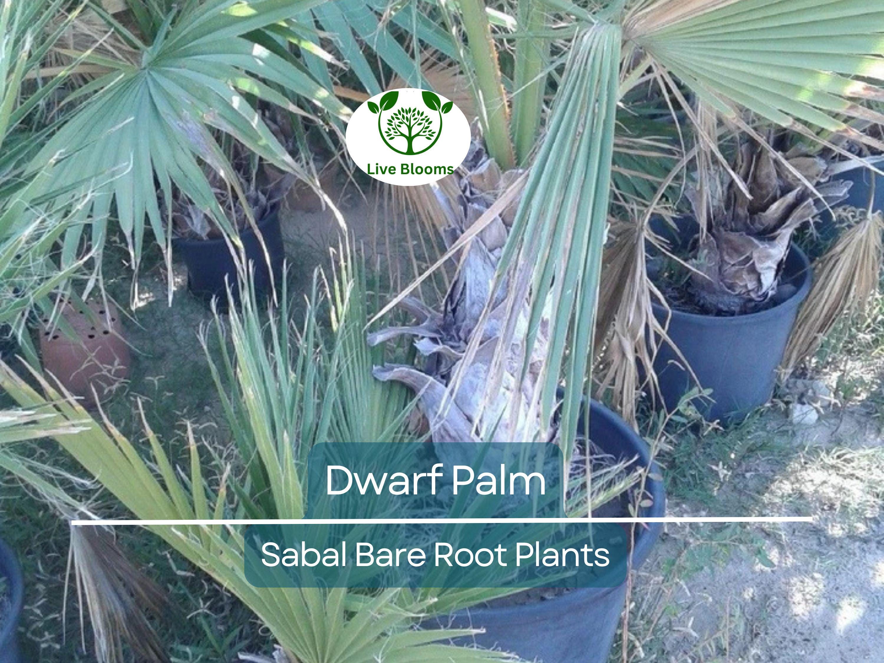 3 Dwarf Palm Trees – Live Bare Root Plants – Compact Tropical Bundle – Cold Hardy & Low Maintenance Indoor/Outdoor Palms