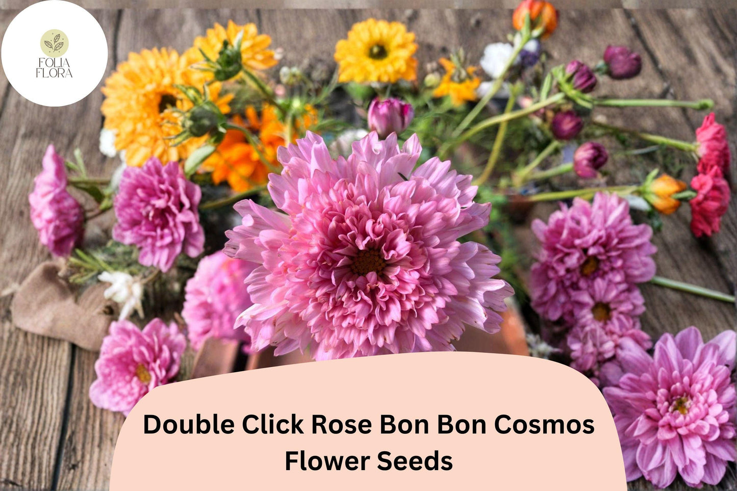 200+ Double Click Rose Bon Bon Cosmos Seeds | Cosmos Bipinnatus Double Pink Blooms | Cut Flower Garden Seeds