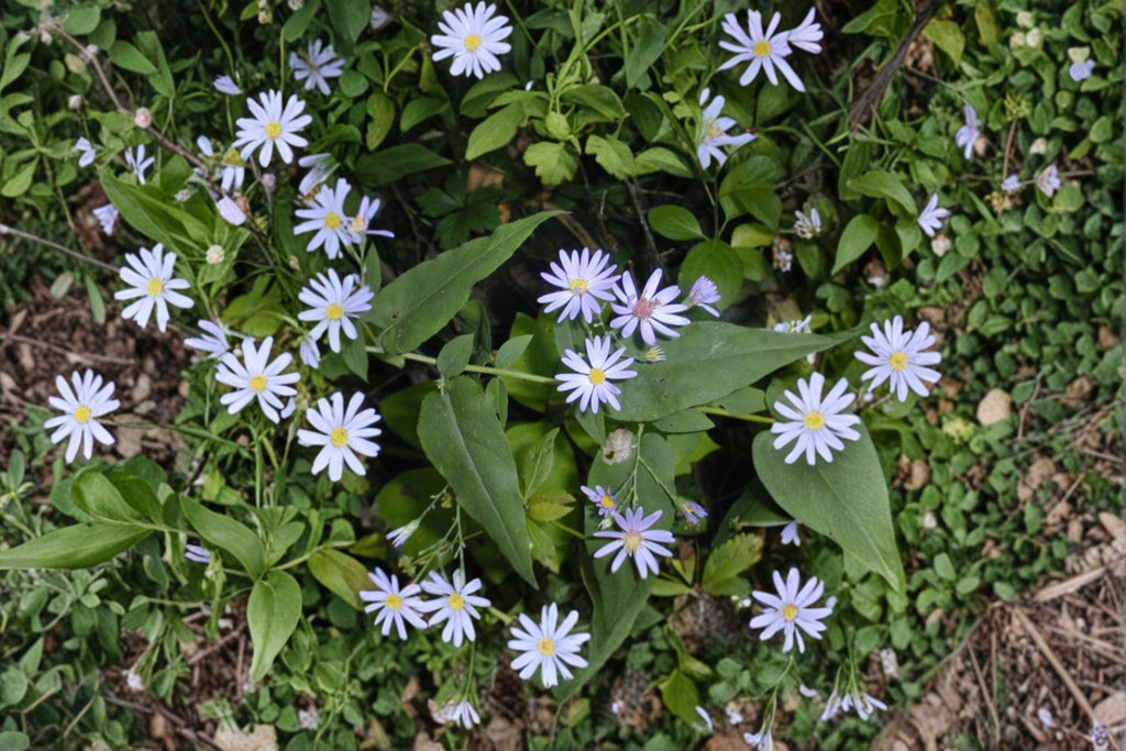 Symphyotrichum shortii – Short's Aster | 100 Seeds | Native Purple Aster Wildflower | Pollinator Garden Plant