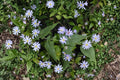 Symphyotrichum shortii – Short's Aster | 100 Seeds | Native Purple Aster Wildflower | Pollinator Garden Plant