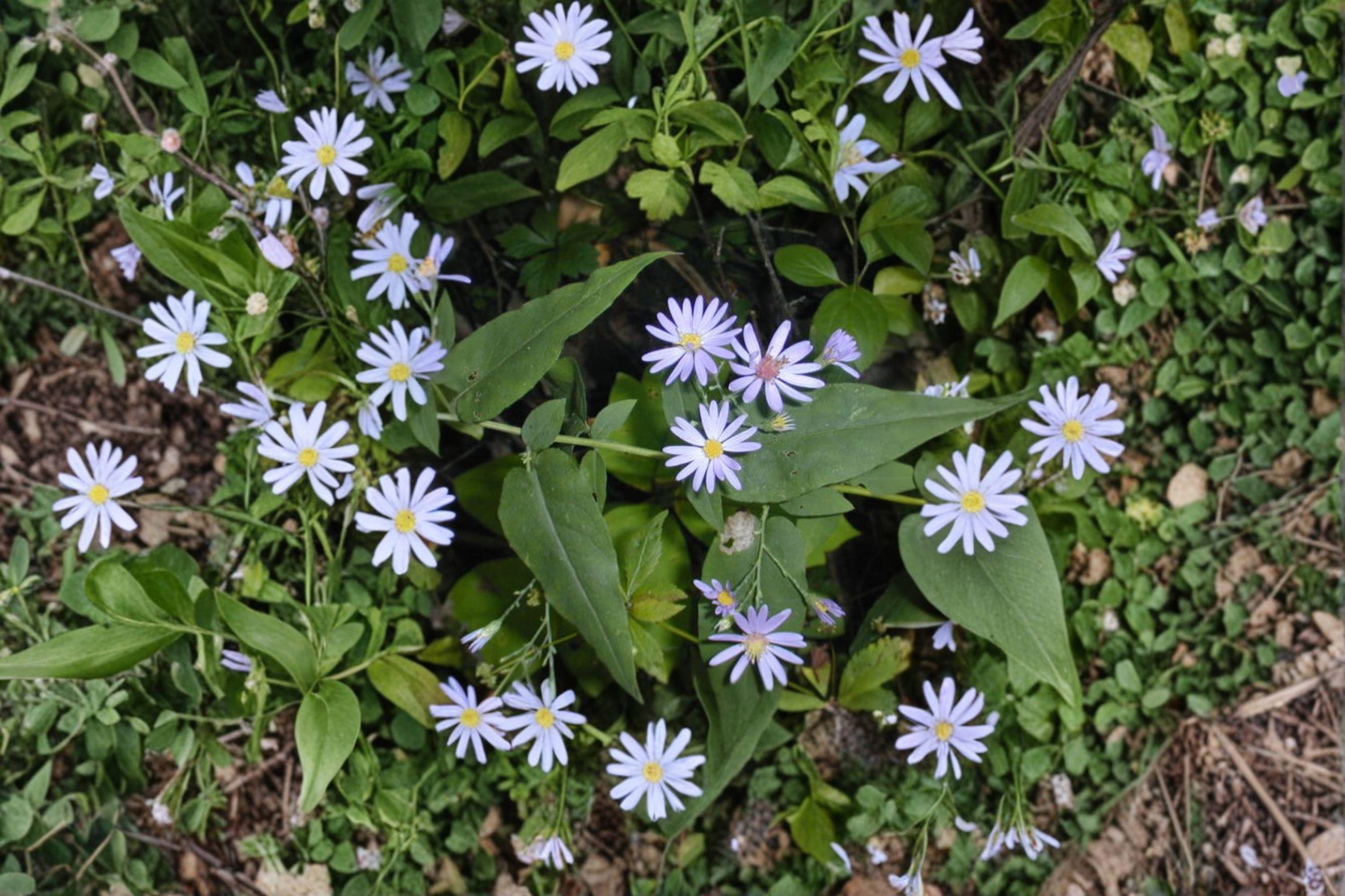 Symphyotrichum shortii – Short's Aster | 100 Seeds | Native Purple Aster Wildflower | Pollinator Garden Plant