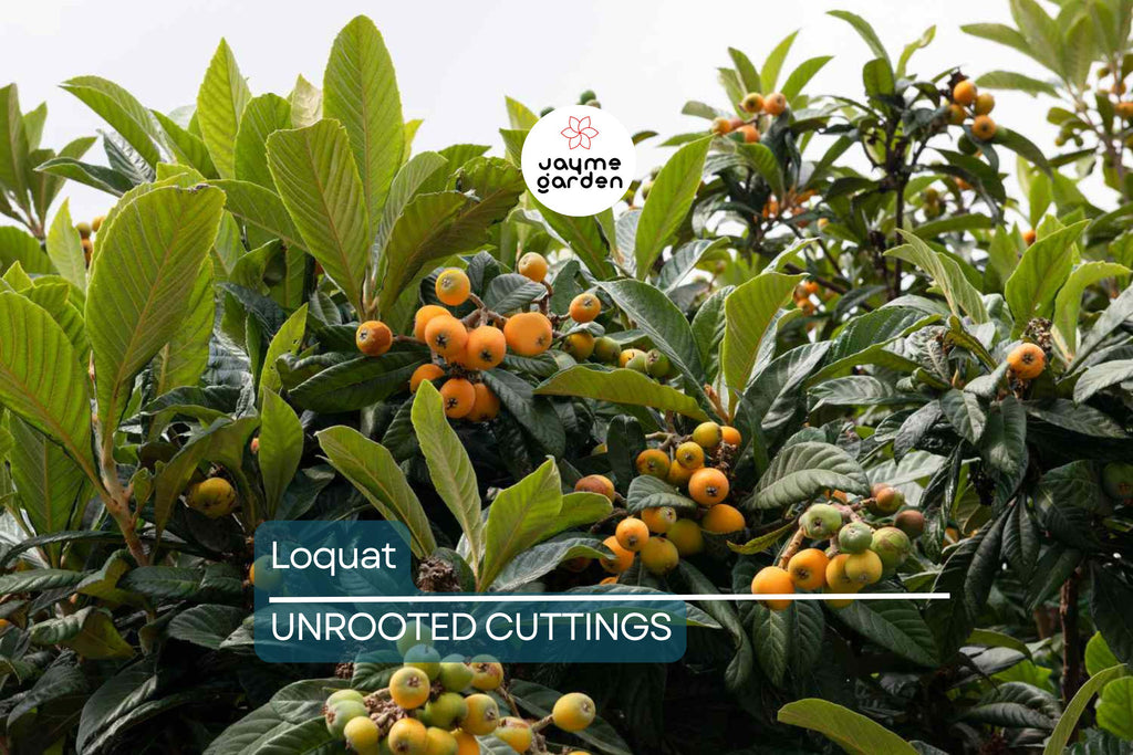 Loquat Tree  – Sweet Juicy Tropical Fruit Tree – Ships in Pot – Ready to Plant
