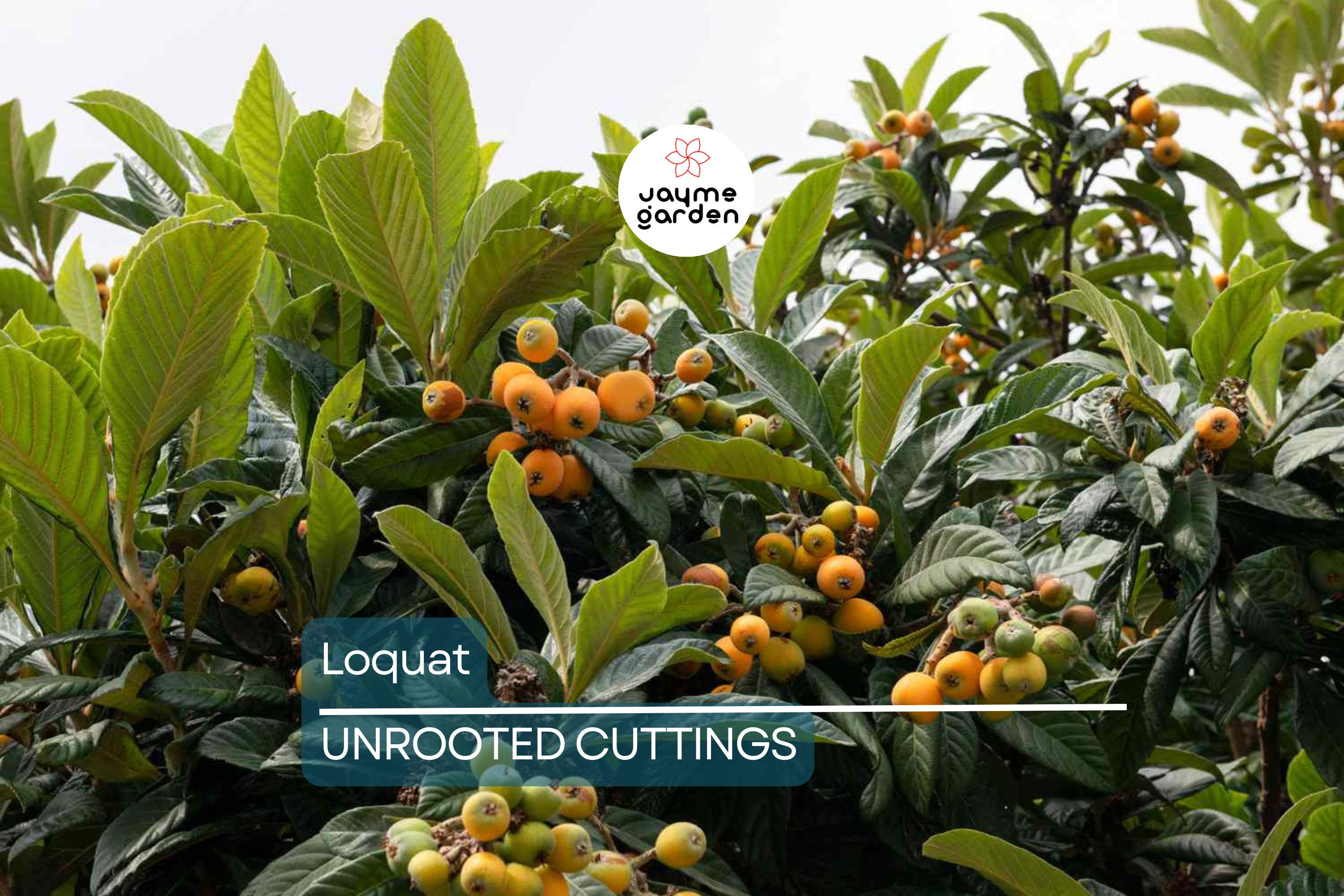 Loquat Tree  – Sweet Juicy Tropical Fruit Tree – Ships in Pot – Ready to Plant