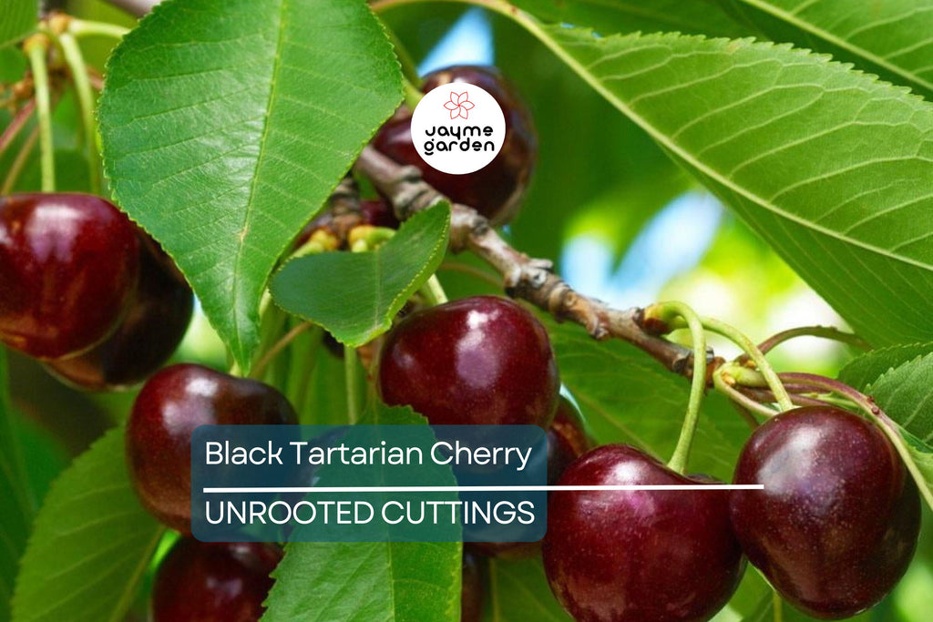 6 Black Tartarian Cherry Scions for Grafting | Sweet, Berry-Like Fruit | Early Bloomer | Fresh Cuttings
