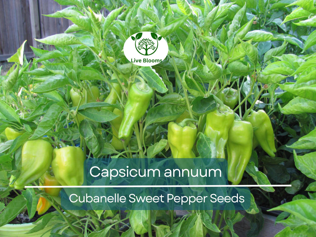 250 mg Seeds Cubanelle Sweet Pepper – Capsicum annuum | Heirloom Sweet Pepper Seeds for Planting, Gardening & Delicious Harvest
