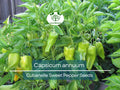 250 mg Seeds Cubanelle Sweet Pepper – Capsicum annuum | Heirloom Sweet Pepper Seeds for Planting, Gardening & Delicious Harvest