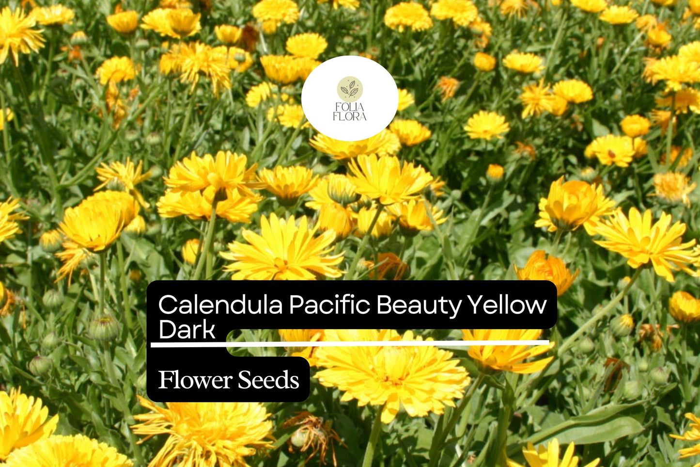300mg Calendula Pacific Beauty Yellow Dark Seeds, Calendula officinalis, Golden Edible Blooms