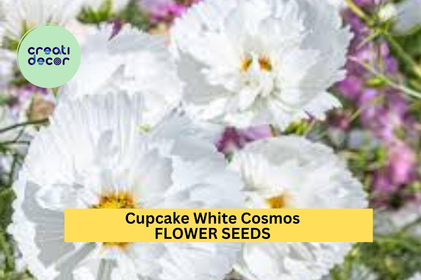 200+ Cupcake White Cosmos Seeds – Unique Cup-Shaped White Blooms for Garden Planting, Pollinator-Friendly Annuals – USA