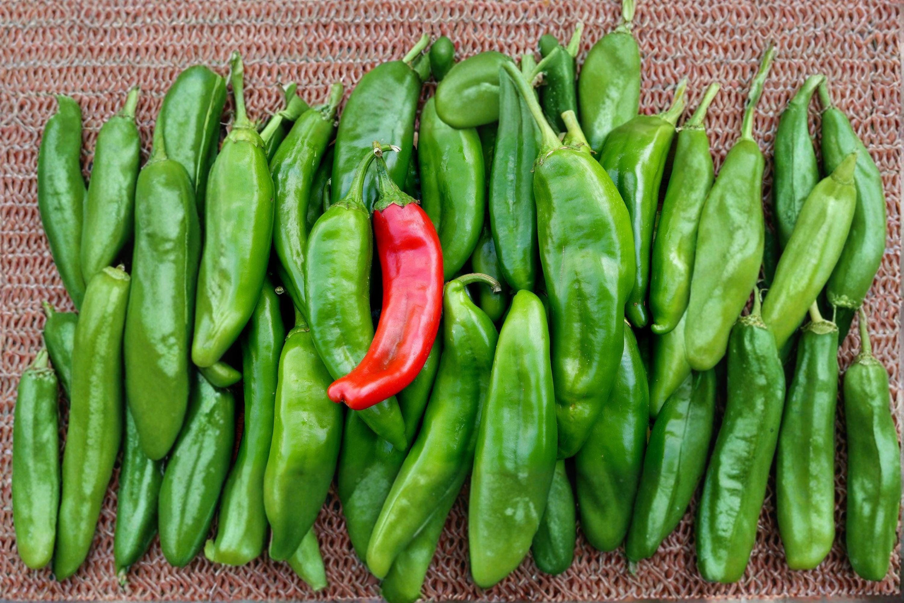 Sandia – Hot Pepper 25 Seeds | New Mexico Chili | Hot Heat | Excellent for Roasting, Drying & Ristras
