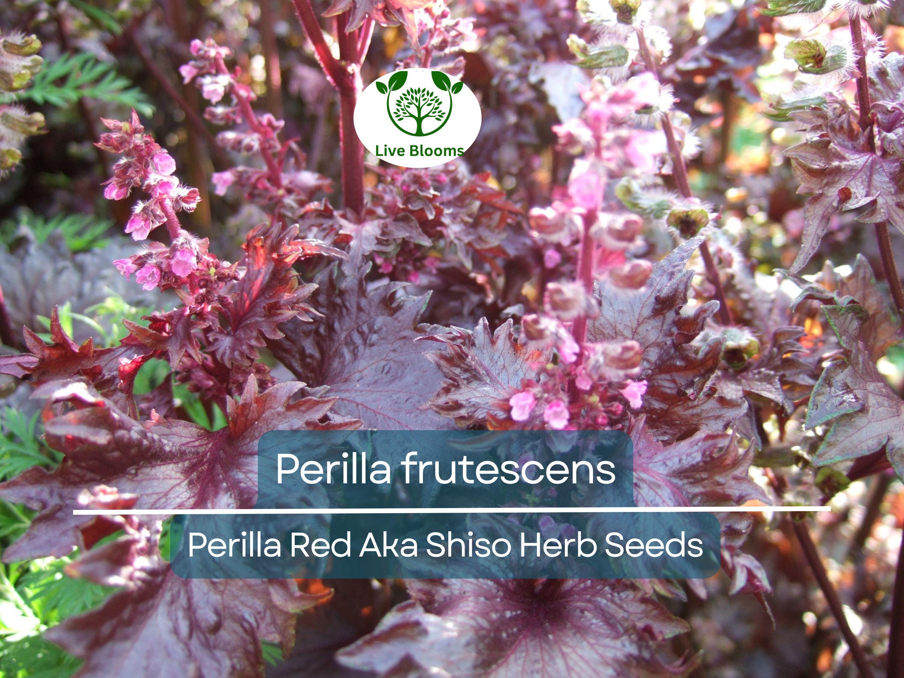 100 Seeds Perilla (Shiso) Red Aka Shiso Herb – Perilla frutescens | Heirloom Herb for Planting, Asian Cuisine