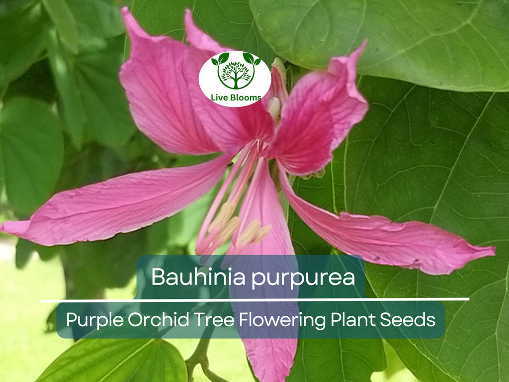10 Seeds Bauhinia Purpurea – Purple Orchid Tree (Bauhinia purpurea) | Beautiful Flowering Plant for Planting