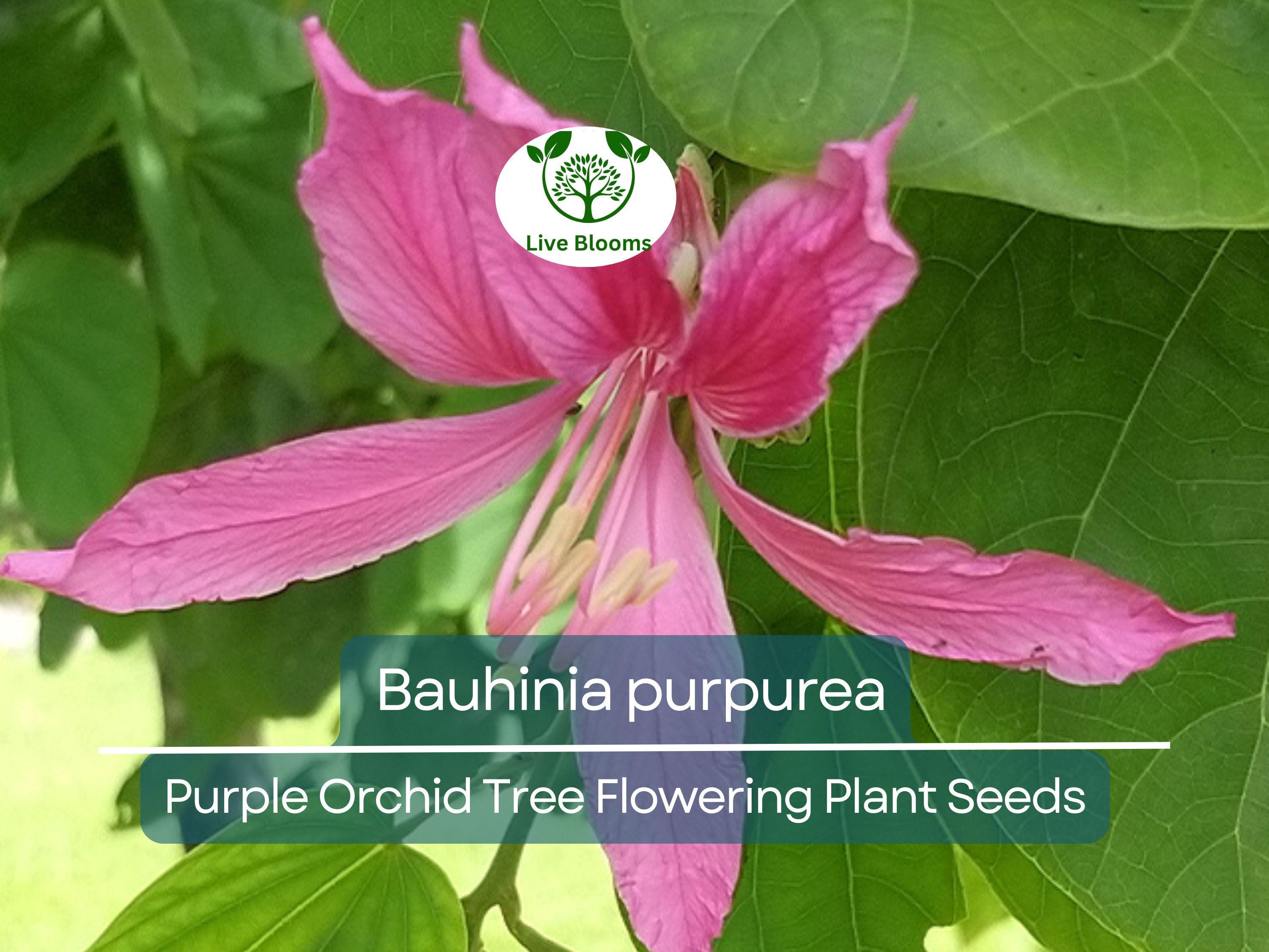10 Seeds Bauhinia Purpurea – Purple Orchid Tree (Bauhinia purpurea) | Beautiful Flowering Plant for Planting