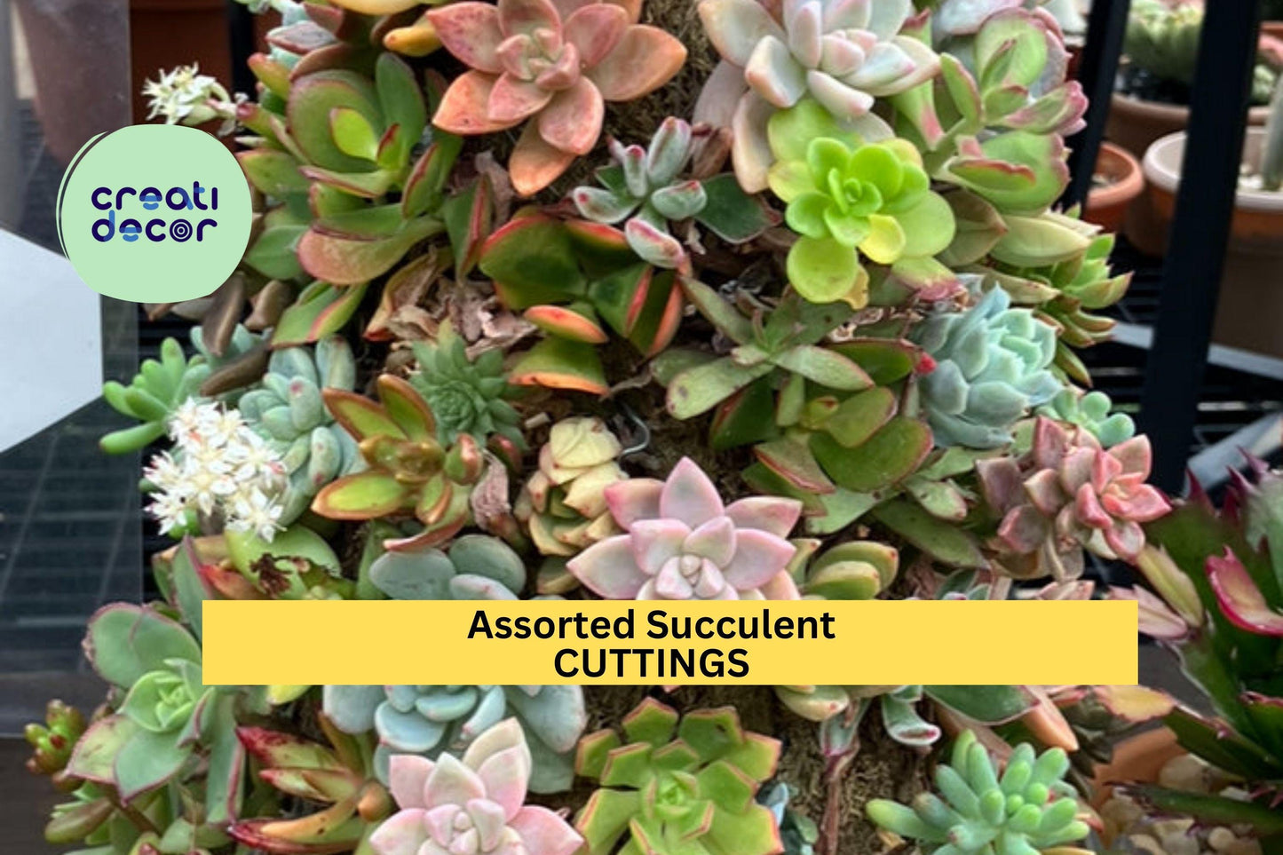 30 Assorted Succulent Cuttings | Colorful 3"–5" Clippings | Mixed Varieties + Extras | DIY Planters, Terrariums, Gifts