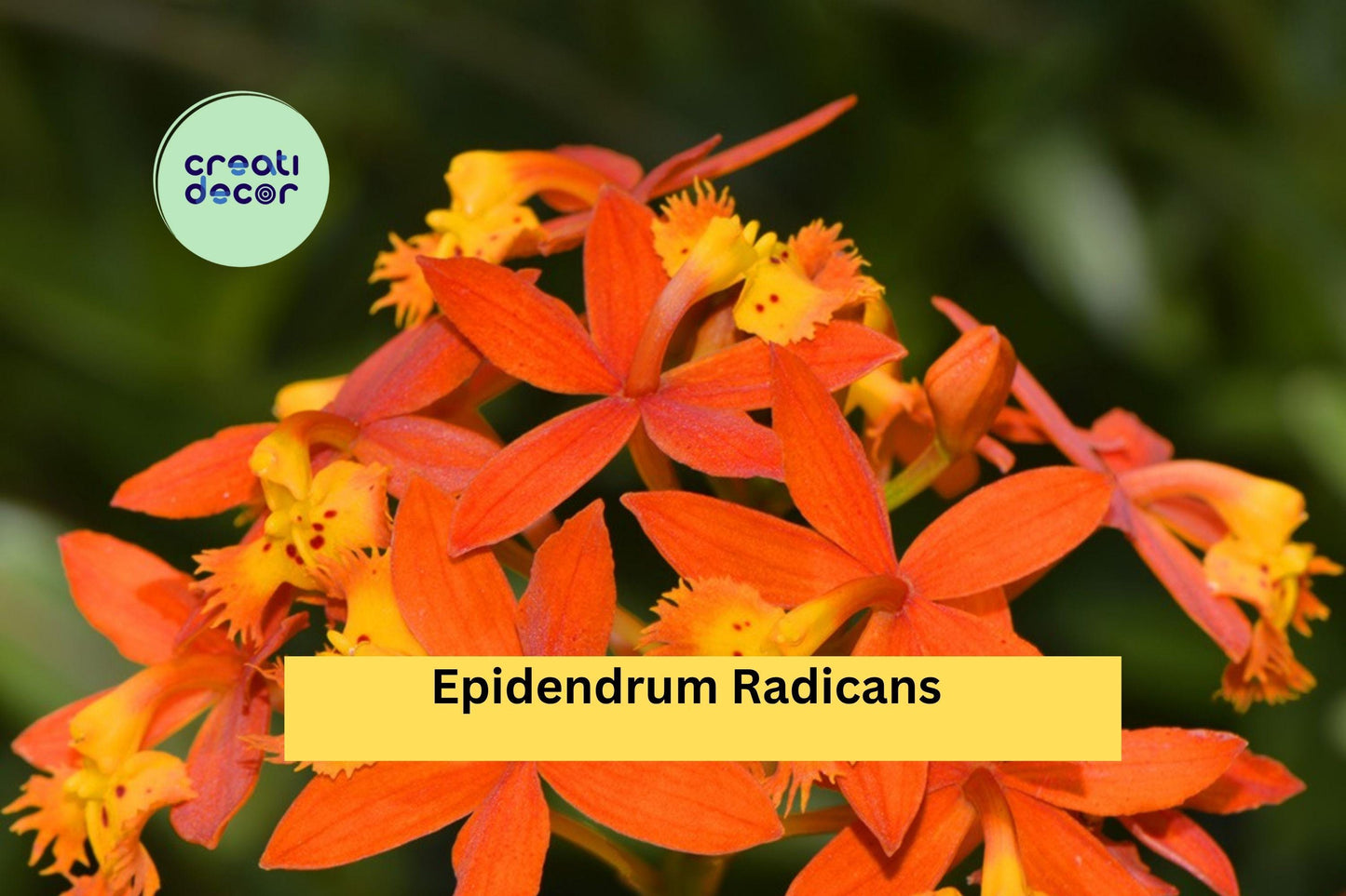 Epidendrum radicans | Orange Reed Stem Orchid | Live Bare Root Species Plant