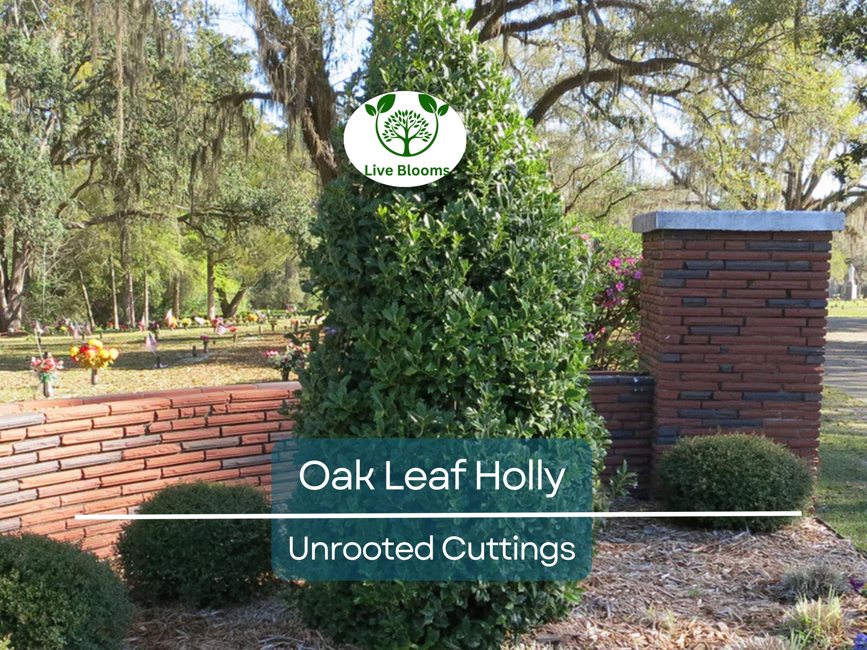1 Oak Leaf Holly Unrooted Cutting | Ilex Latifolia | Evergreen Shrub for Gardening | Hardy Holly Cutting for Planting