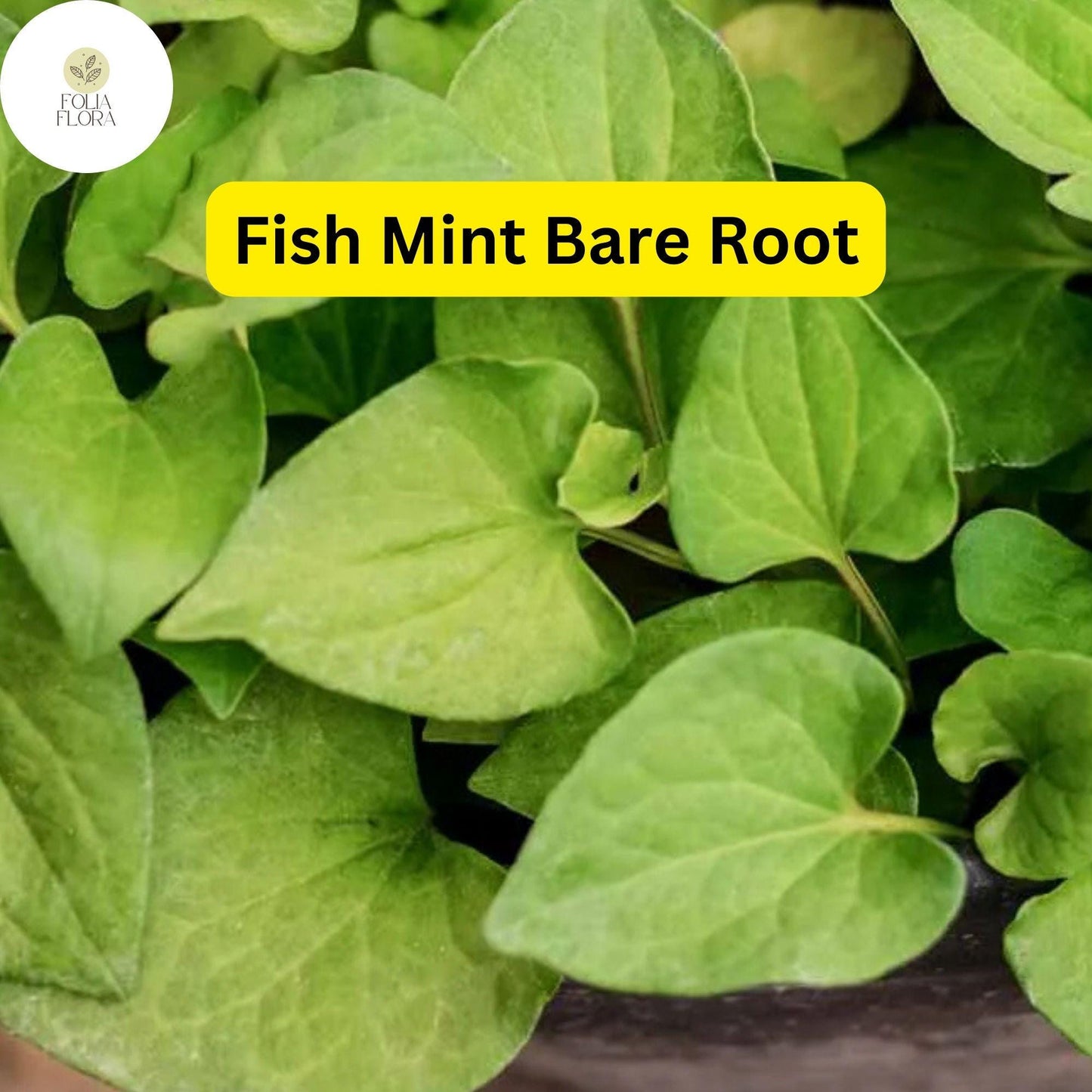 10 Live Fish Mint Plants, Houttuynia cordata, Bare Root Asian Herb, Perennial Ground Cover
