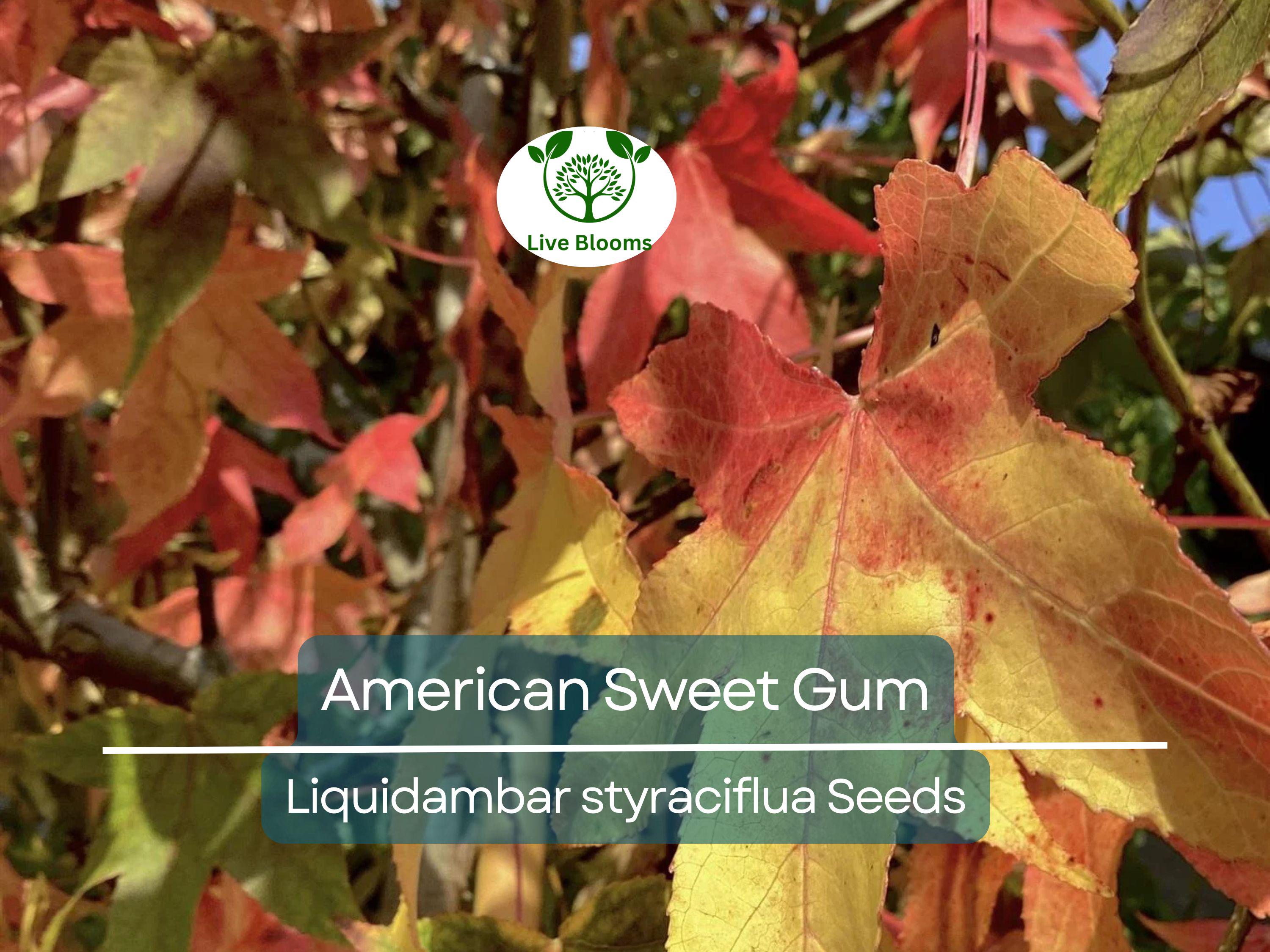 15 American Sweet Gum Tree Seeds (Liquidambar styraciflua), Fall Colorful Tree, Beautiful Hardwood, for Landscaping & Shade, Hardy Tree Seed