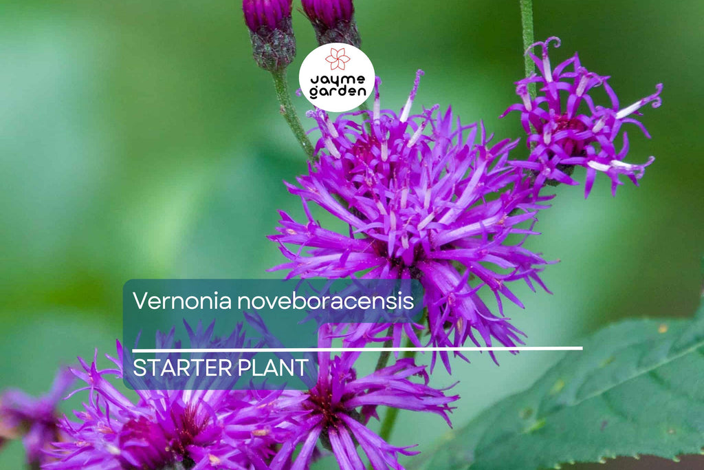 Vernonia noveboracensis | New York Ironweed | Starter Plant Plug | Live Plant