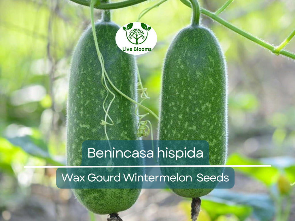 10 Seeds Wax Gourd Wintermelon (Benincasa hispida) – Non-GMO, Heirloom, Edible, Easy to Grow, Perfect for Garden Planting & Fresh Harvests