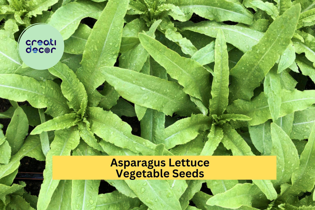 200 Seeds Asparagus Lettuce New Yu Mai Seeds – Crisp Asian Stem Lettuce for Garden Beds or Containers Seeds for Planting