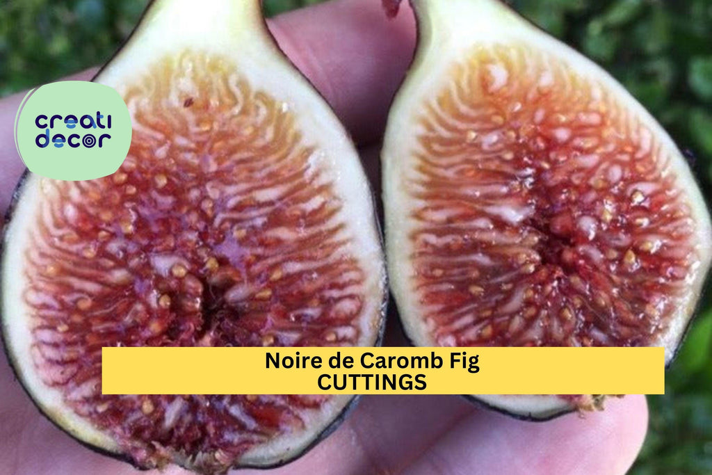 2 Noire de Caromb Fig Cuttings | Very Rare French Heirloom Variety | Ficus Carica | Fresh Unrooted Scions | Exceptional Flavor