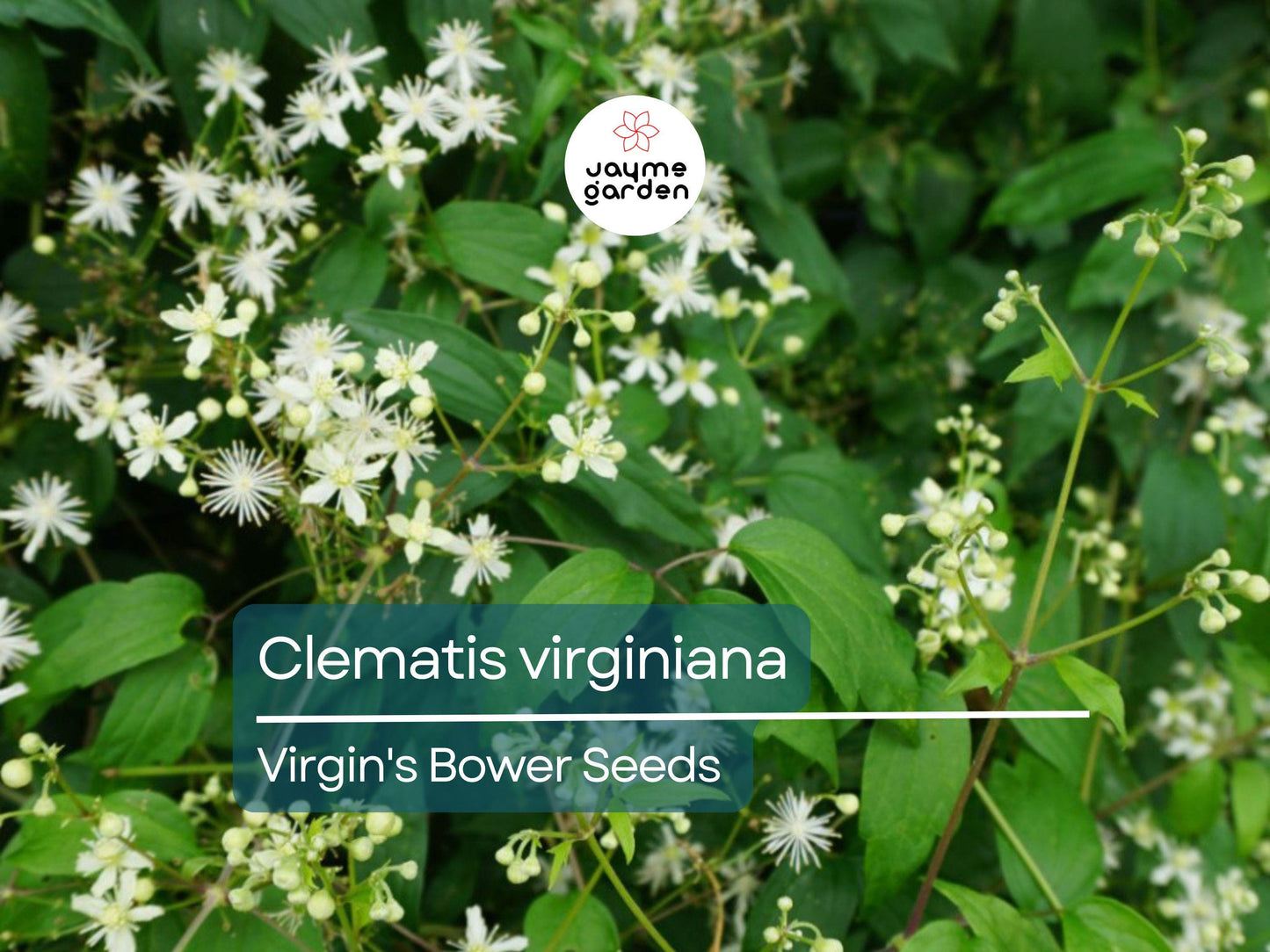 50 Seeds Clematis Virginiana | Virgin's Bower for Planting | Native Climbing Vine | White Flowers | Pollinator Friendly Perennial Gardens