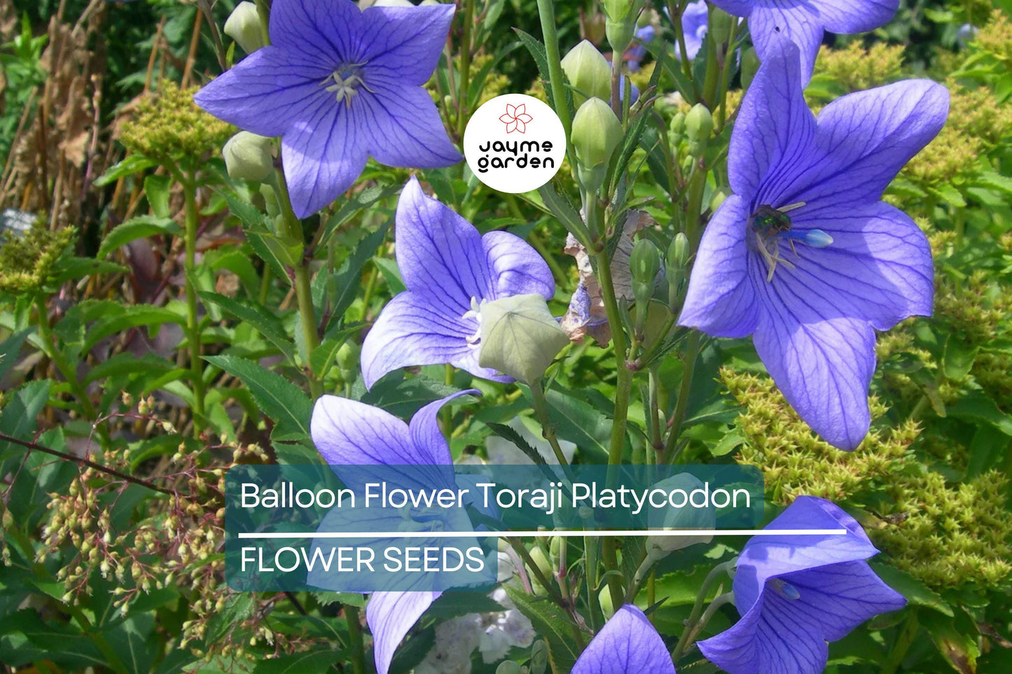1,000 Balloon Flower Seeds (Platycodon grandiflorus) – Toraji, Chinese Bellflower, Non-GMO, Perennial, Easy to Grow, Free Shipping!